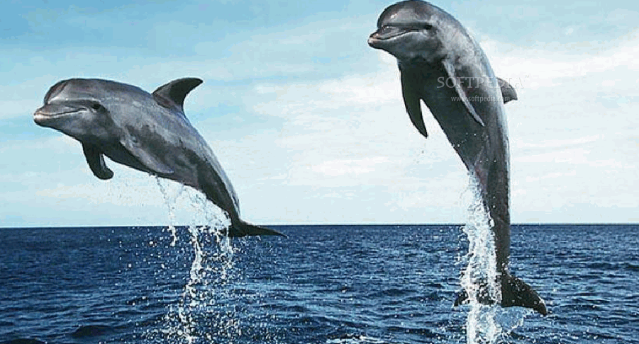 Free dolphin screensaver download